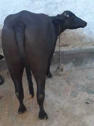 Black murrah buffalo