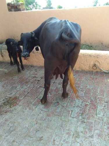 Best Murrah Buffalo for sale