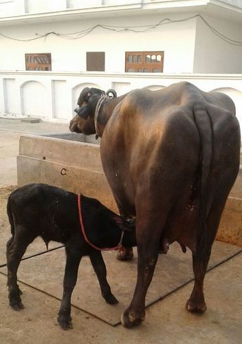 Black Best Murrah Buffalo For Sale