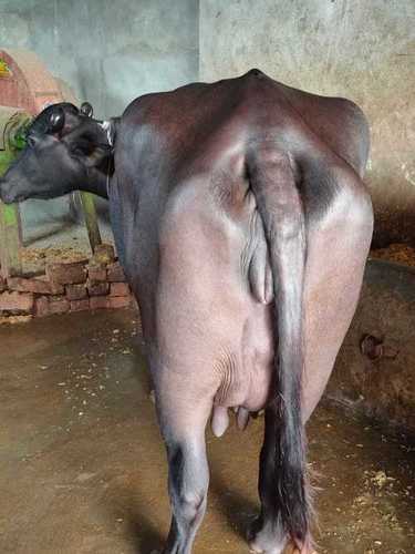 Best murrah buffalo for sale