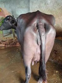Best murrah buffalo for sale