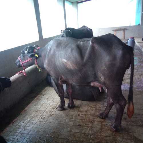 Murrah buffalo