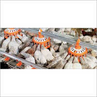 Poultry Farm Feeding System