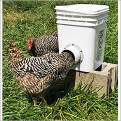 Durable Poultry Chicken Feeder Bucket