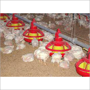 Poultry Farm Feeding System