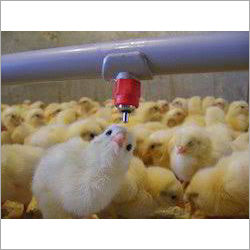 Poultry Nipple Watering System