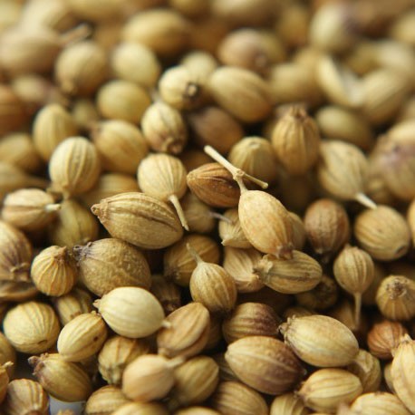 APEDA Certified Coriander Seeds
