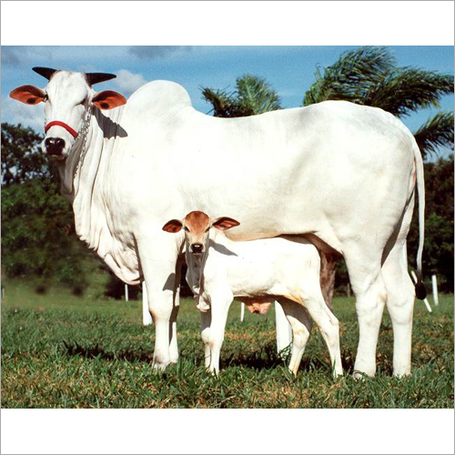 Pure Desi Cow