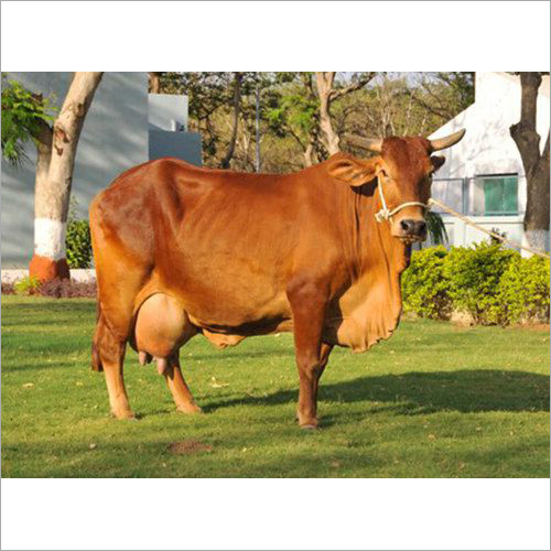Brown Indian Gir Cow