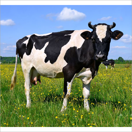 Black And White Pure Hf Cow