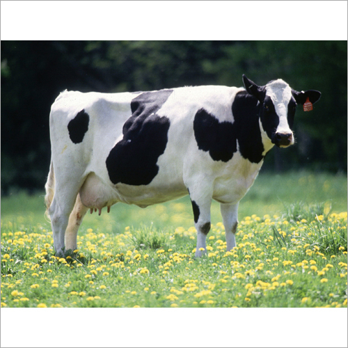 Black And White Hf Breed Cow
