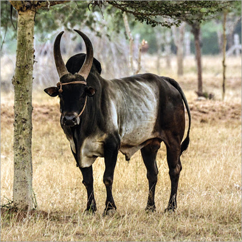 Black And White Indian Kangayam Bull at Best Price in Thanjavur | Pharm Biotics Black And White Indian Kangayam Bull at Best Price in Thanjavur | Pharm Biotics