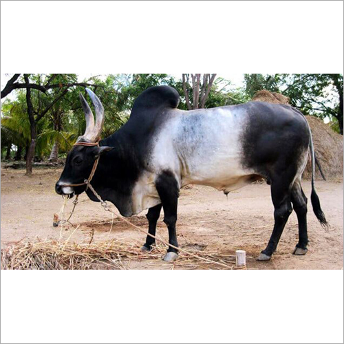 Black And White Indian Kankrej Bull
