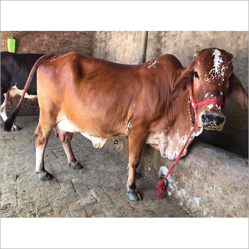 Brown Pure Rathi Cow