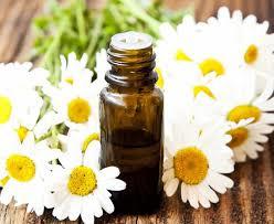 Chamomile German Oil