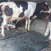 Dairy Consulting Services
