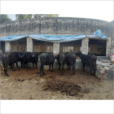 Murrah Buffalo Male Calf