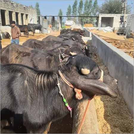 Pure Murrah Buffalo Calf