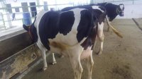 HF Milking Cow
