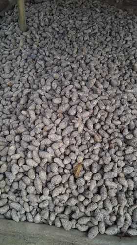 Black Turmeric