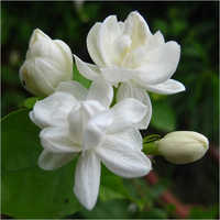 Jasmine Water - Color: White