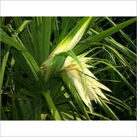Kerwa Absolute - Concentration: Highly Concentrated