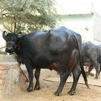 Murrah Buffalos