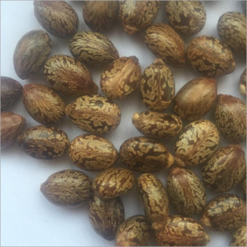 Dry Castor Seeds - Drying Process: Sun, Color: Brown, Weight: 10kg, Moisture: 10%, Ash: 2%, Admixture: 2%, Imperfect Ratio: 2%, Grade: A