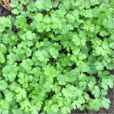 Green Fresh Coriander Leaves