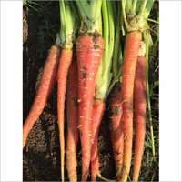 Organic Carrot - Raw, 10% Moisture | Straight Shape, 5 Days Shelf Life, Hygienic Food Grade Packaging, Rich Aroma