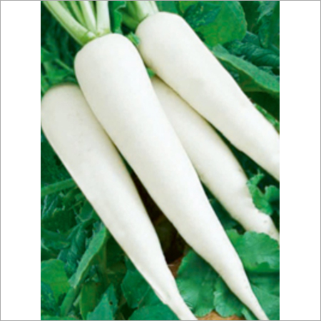 Fresh Radish - 10% Moisture, 5 Days Shelf Life | Raw, Straight Shape, Rich in Vitamins and Minerals, Blood Purifying Benefits