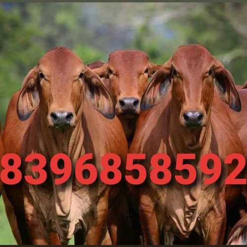 Pure sahiwal cow