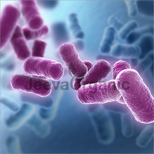 Bacillus Clausii