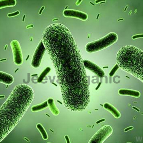Bacillus Coagulans