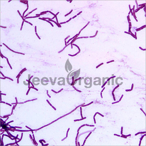 Bacillus Subtilis By JEEVA ORGANIC PRIVATE LIMITED
