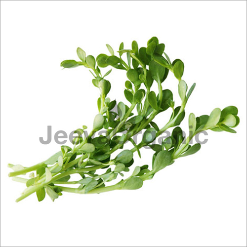 Bacopa Extract