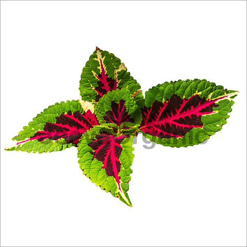 Coleus Extract
