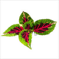 Coleus Extract