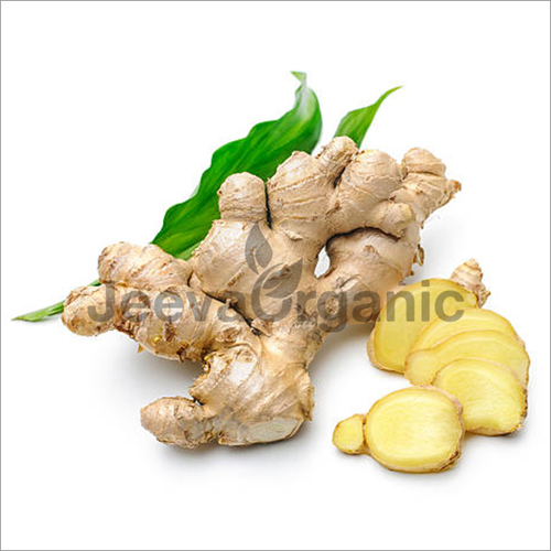 Ginger Extract - Food Extract, 10:1 Concentration from Ginger Rhizome | Solvent Extracted for Culinary, Flavoring & Dietary Uses, 24-Month Shelf Life