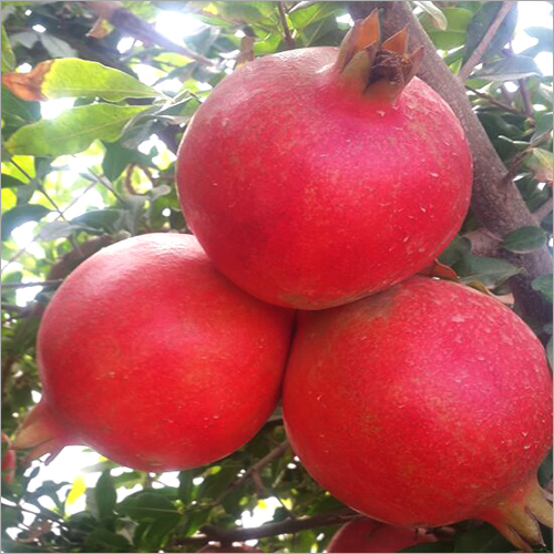 Fresh Pomegranate - Whole Fruit | Sweet Flavor, 15 Days Shelf Life, High Antioxidant Content, Grown with Organic Fertilizers, Anti-Viral Properties