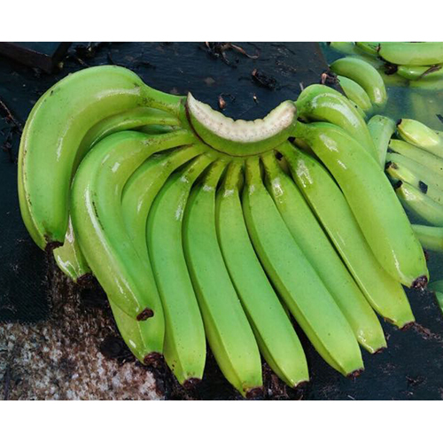 Raw Green Banana
