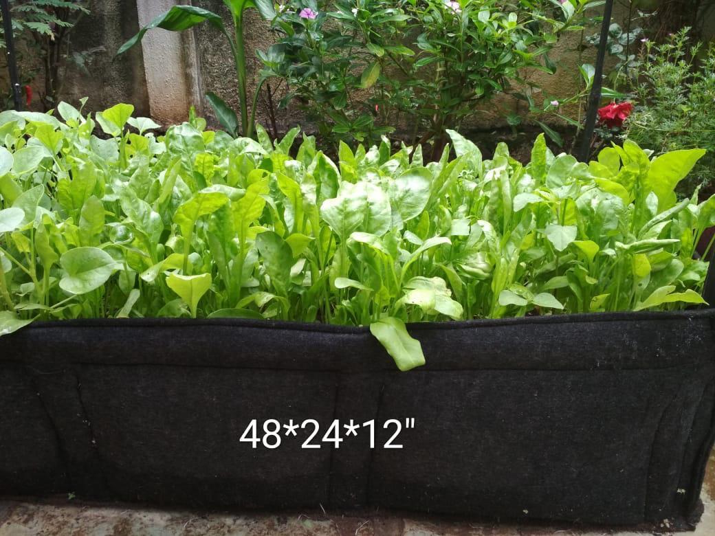 Maroon Grow Bag