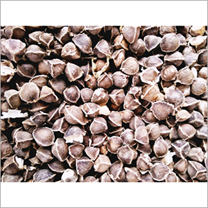 Pure Moringa Seed
