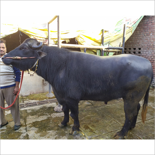 Pure Murrah Buffalo - 12-20 Liter Daily Milk Capacity | Female, Black Murrah Breed