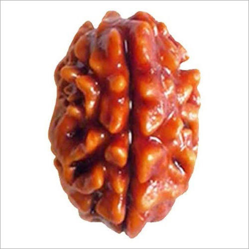 Wood 2 Mukhi Rudraksha