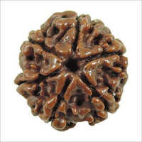 6 Mukhi Rudraksha - Brown Round Wooden Prayer Beads | Traditionally Used In Hindu Rituals, Oil Applied
