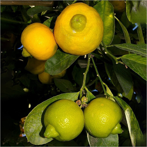 Citrus Limetta By VAIBHAV EXIM INDIA