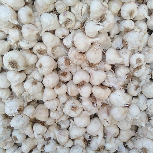 Fresh Garlic - Raw Form, 15 Days Shelf Life | Rich in Allicin, Ideal for Curries, Pizzas, Pastas, and Dips