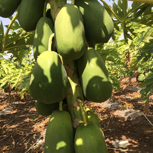 Fresh Green Papaya