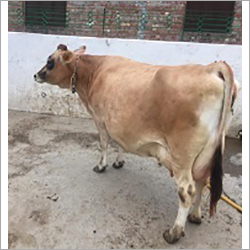 Brown High Milking Jersey Cow